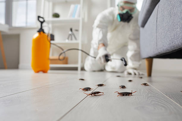 Commercial Kitchen Cockroach Control in Tanglewilde